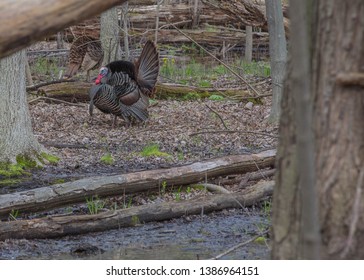 A Wild Tom Turkey Strutting For A Hen In A Wetland Region In North America Wisconsin In A Forest In The Fall Months