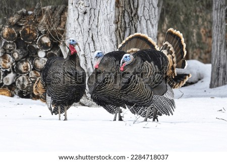 Wild tom Turkey with their tail feathers fanned out and showing there beautiful iridescent colors. These turkeys are in the spring snow trying to attract female hens to mate with.