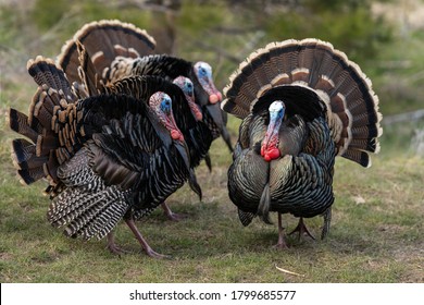 Wild tom turkeys strutting a mating dance with their tail feathers fanned out. Oregon, Ashland, Cascade Siskiyou National Monument. Spring