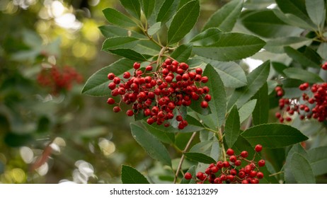 Wild Toyon Tree With Red Berries 