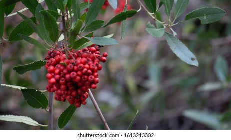 Wild Toyon Tree With Red Berries 