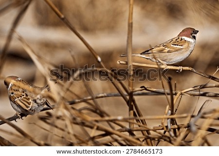 Wild tree sparrows taking a break during bird photography
