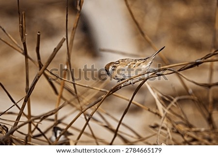 Wild tree sparrows taking a break during bird photography