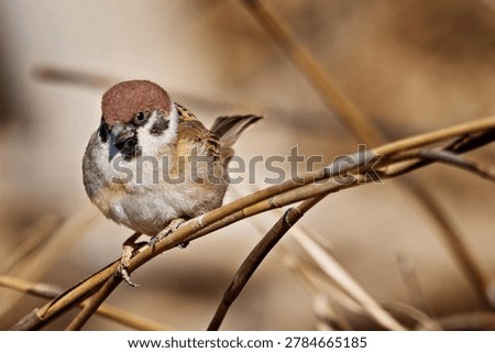 Wild tree sparrows taking a break during bird photography