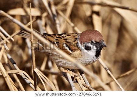 Wild tree sparrows taking a break during bird photography