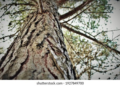 wild tree texture pine close up