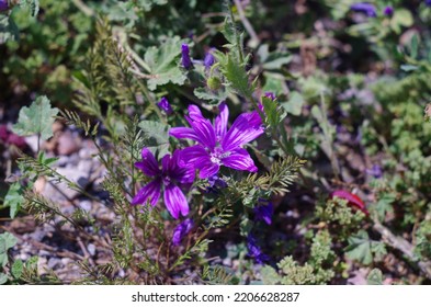 Wild Tresure In The Grass