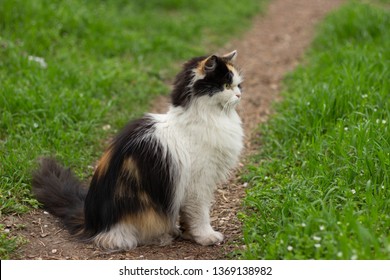 Wild tricolor fluffy cat walks through the woods