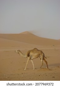 A Wild Trip And Enjoyment In The Desert Of The Kingdom Of Saudi Arabia With The Family And With The Camels