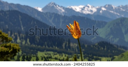 Wild tulip against the backdrop of a picturesque plateau and snow-covered peaks in the Trans-Ili Alatau (Kazakhstan)