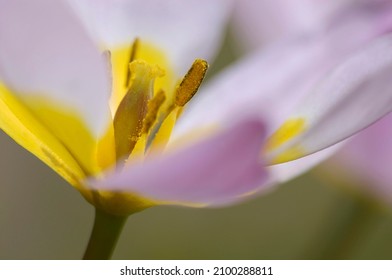 Wild Tulip, Flower Detail (Tulipa Kaufmanniana Hybride)