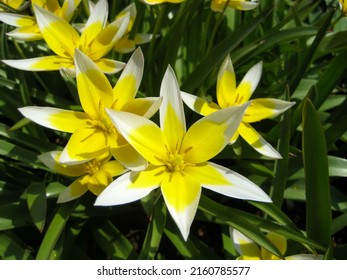 wild tulip flowers, tulpia tarda, yellow white in flower bed with dark green background, in summer, macro photography, close-up