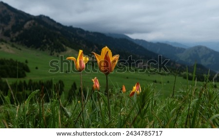 Wild tulips in the Almaty mountains on a cloudy spring day