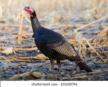 Wild Turkey