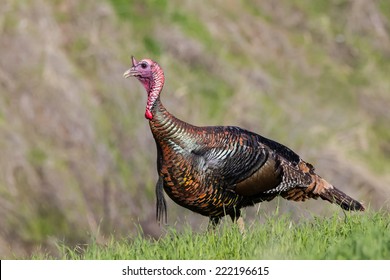 Wild Turkey