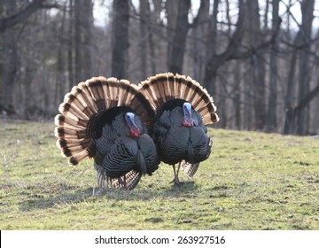 Wild Turkey