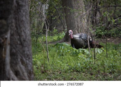 Wild Turkey