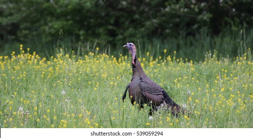 Wild Turkey