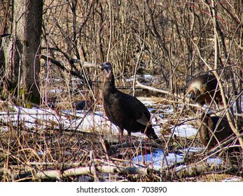 Wild Turkey