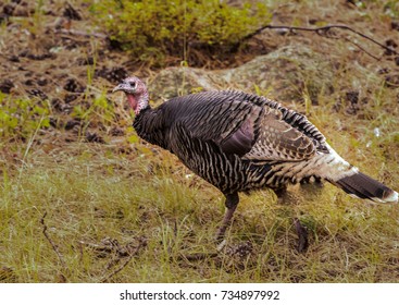 A Wild Turkey Along Fall River Road In Rocky Mountain National Park, Colorado