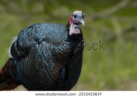 Wild Turkey Bird walking along outside