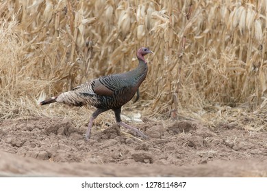 Wild Turkey In Bosque Del Apache, New Mexico, USA