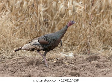 Wild Turkey In Bosque Del Apache, New Mexico, USA