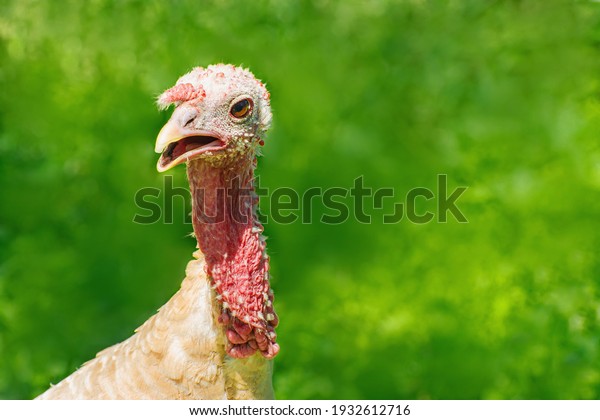 Wild Turkey close-up on a blurred green\
background. Meleagris\
Gallopavo