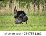 Wild turkey displaying its feathers in a grassy field with tall grass in the background, showcasing vibrant colors and natural habitat.