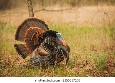 Wild Turkey fanned out in a field 