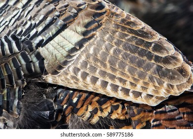 Wild Turkey Feathers Texture Background