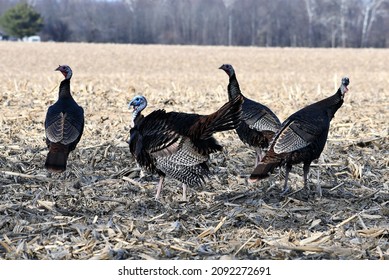 Wild Turkey In A Field. 