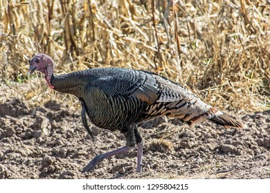 Wild Turkey In A Field At Bosque Del Apache National Wildlife Refuge In New Mexico