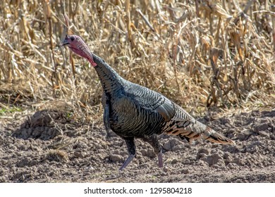 Wild Turkey In A Field At Bosque Del Apache National Wildlife Refuge In New Mexico