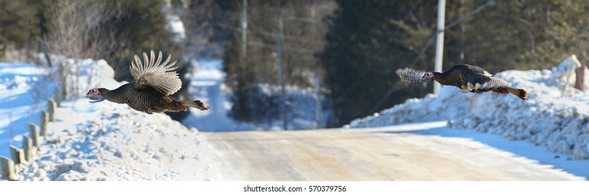 Wild Turkey Flying