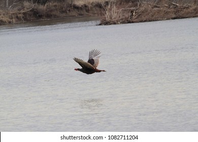 A Wild Turkey Flying Over A River.