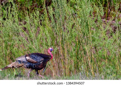 Wild Turkey Foraging In A New Mexico Wetland