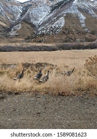 Wild Turkey Found In The Colorado Rockies