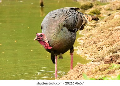 Wild Turkey Getting A Drink Of Water