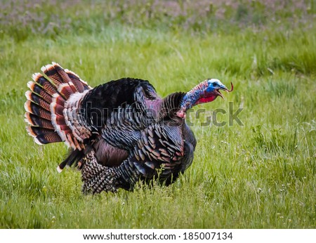 Wild Turkey Gobbling