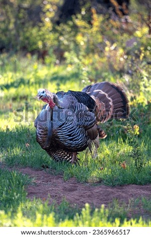 Wild Turkey Gobbling for his Hens