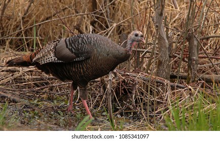 Wild Turkey Hen