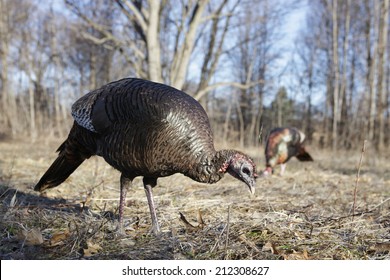 A Wild Turkey Hen Or Female Feeding On A Spring Day.