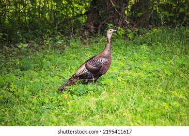 Wild Turkey Hen Foraging Through Grass.