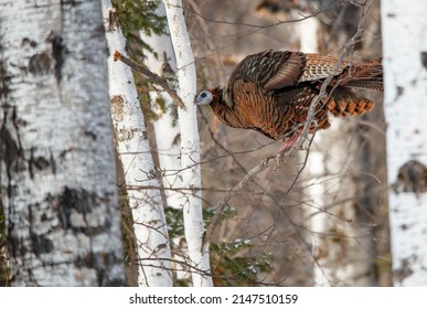 Wild Turkey Hen On Tree Branch