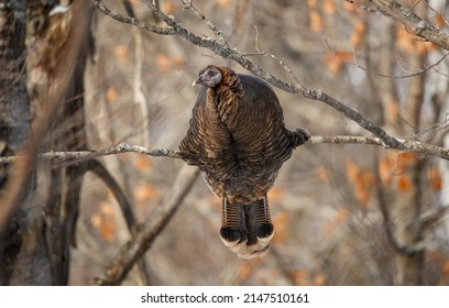 Wild Turkey Hen On Tree Branch