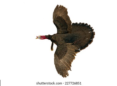 Wild Turkey Isolated