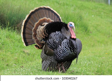Wild turkey, male