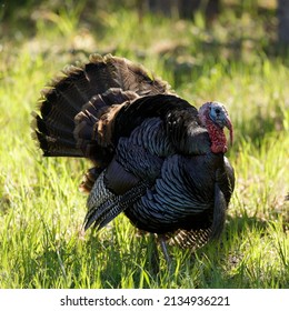 Wild Turkey Male (Tom) Displaying. Mt Diablo, Contra Costa County, California, USA.