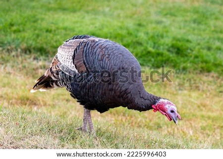 Wild turkey (Meleagris gallopavo) looking for food, horizontal